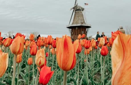 Begeleiding van Scriptiestudenten bij Onderzoek naar de Gebouwde Omgeving van Nederland